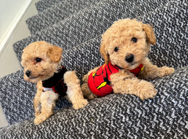 Two boys