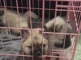 Puppies for sale ready to go 3 left