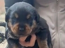 Rottweiler puppies