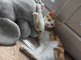 1 boy 1 girl kitten left 100 each