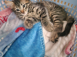Kittens