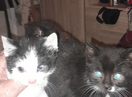 Three black and white kittens