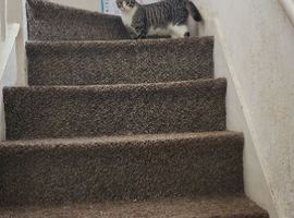 Mix s Bengal cat