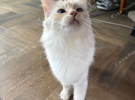 Pedigree ragdoll female