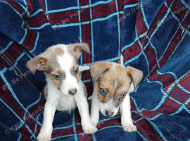Beautiful Jack russell pups for sale