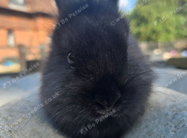 Netherland x Mini Lion Lop