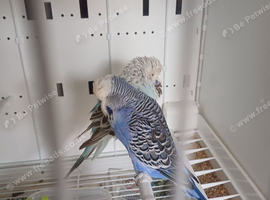 One pair budgie