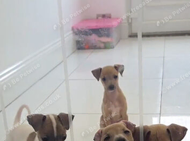 Italian greyhound puppy for sale