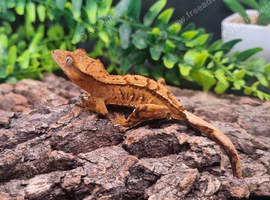 Yellow crested gecko