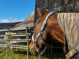 Freelance Groom & Rider