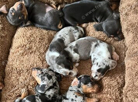 Stunning Miniature Dachsund Puppies