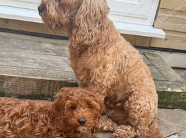 Cavapoo F1b