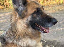 Georgie the Shepherd