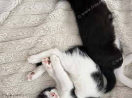 Kittens ready now
