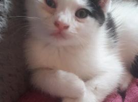 Male kitten