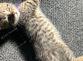 Mainecoon x bengal kittens