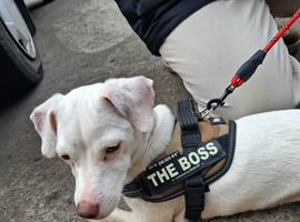 Pure white jack russel female