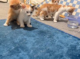Cute Ginger Kittens Looking for Their Forever Family