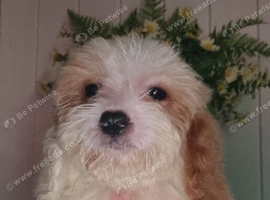 Cavapoochon