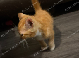 Ginger kittens