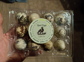 Cortnix quail eggs x12