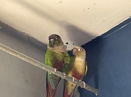 Bonded semi tame conures