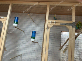 Budgies