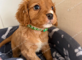 Cavapoo puppies