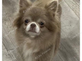 5* LICENSED SPAYED LILAC LONG COAT FEMALE