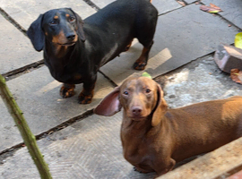 Dachshund  for 5*home only together