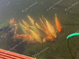 Koi carp