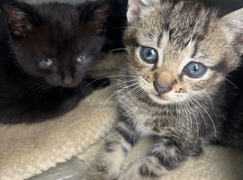 4 beautiful kittens