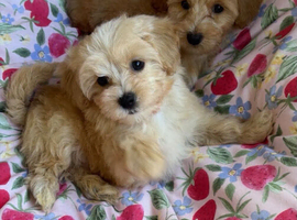 Very tiny F1 teddy bear maltipoo puppies