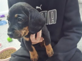 Miniature dachshunds