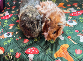 Two bonded boars