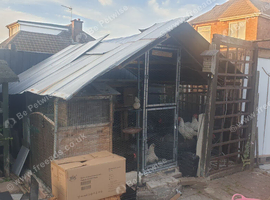 Flock of laying hens for sale with coup