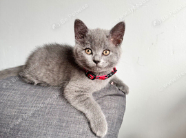 Kittens British Shorthair