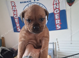 Staffyxrottiexfrenchie