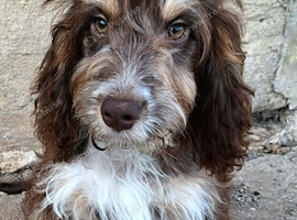 Stunning tri and chocolate with white F1 cockapoo puppies