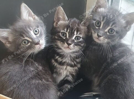 Urgently need rehoming Mixed Norwegian Forrest Kittens x bengal