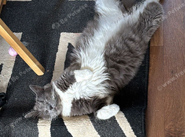 Mink ragdoll kittens due 12th of July