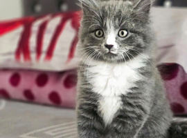 British shorthair