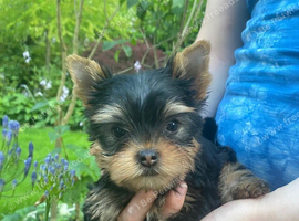 Our Yorkshire terrier Boy