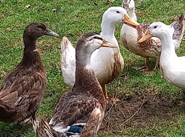 Young  ducks for sale
