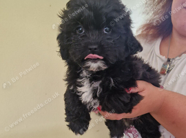 Very playful black shihpoo puppy girl