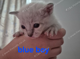 Bengal siamese cross sphynx