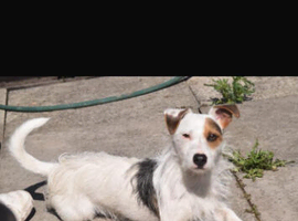 Gorgeous Jack Russell available for adoption