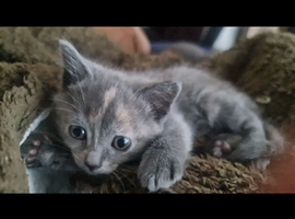 Ragdoll x kittens