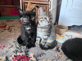 Beautiful kittens ready for new home - 4 available