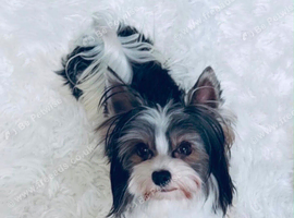 Ultra mini stunning Biewer terrier  proven boy 1.5